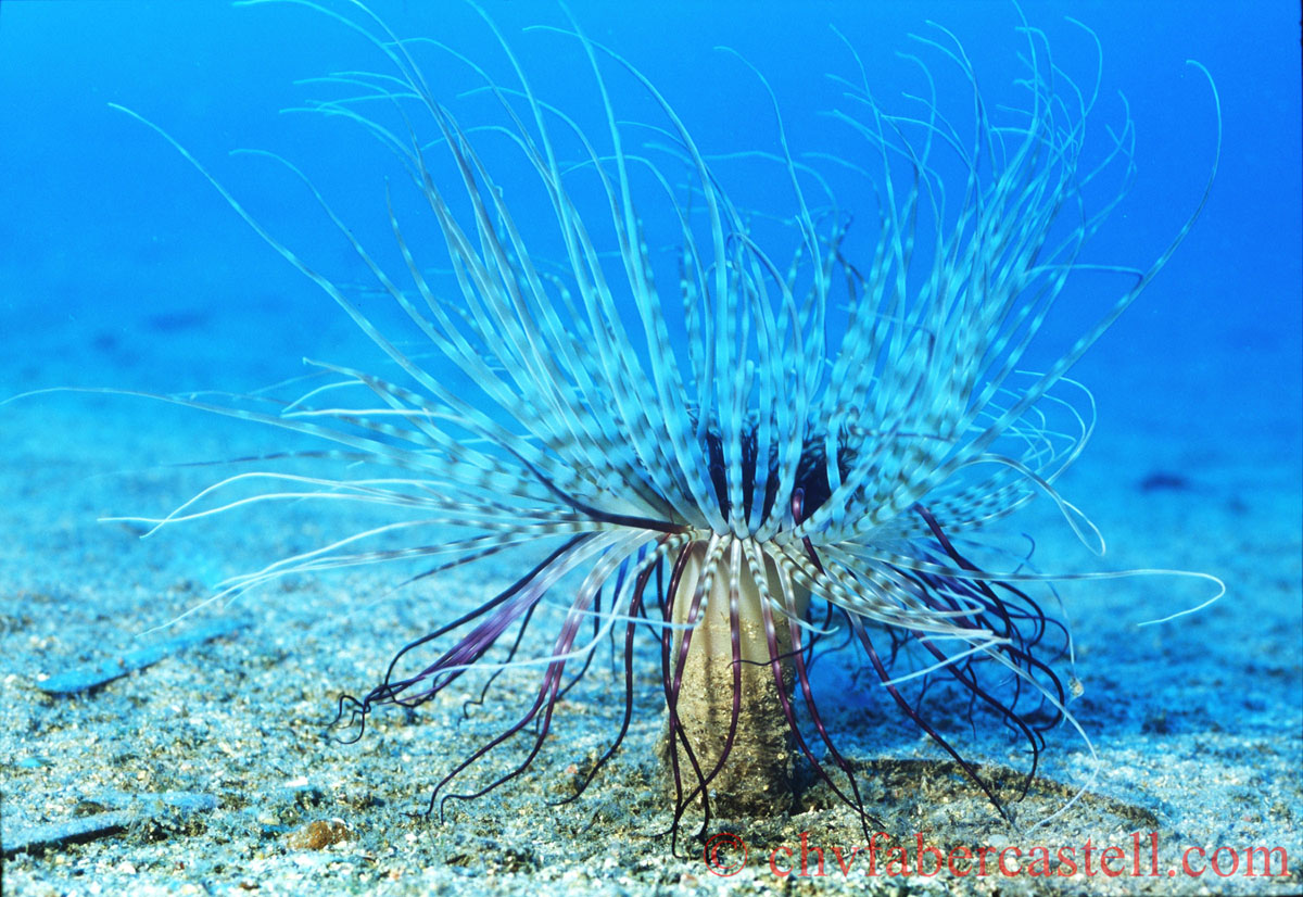 Cerianthus membranaceus, Zylinderrose, Tube Anemone, Anmémone de Mer, Cap d'Antibes, France 1998